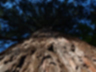 LIEBEVOLL VERWILDERN Baum Wald Wildnispädagogik Bayern.JPG
