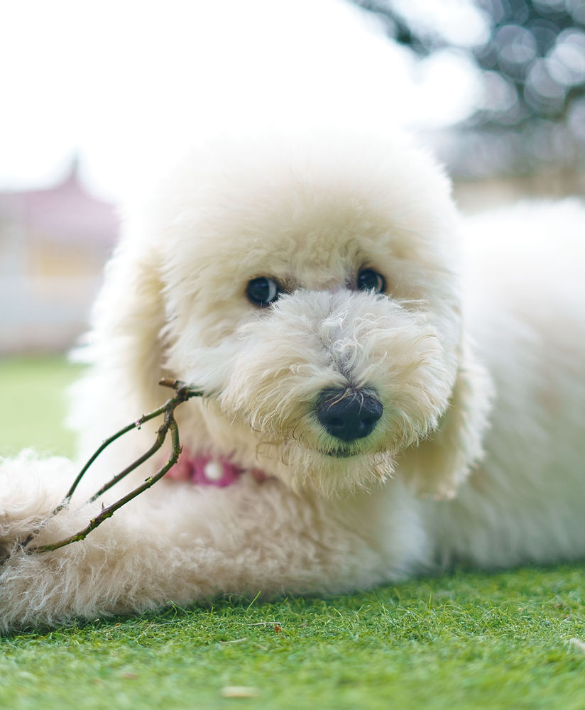 Cafe Maera｜いぬかふぇ まいら | セラピードッグ ふれあい 体験