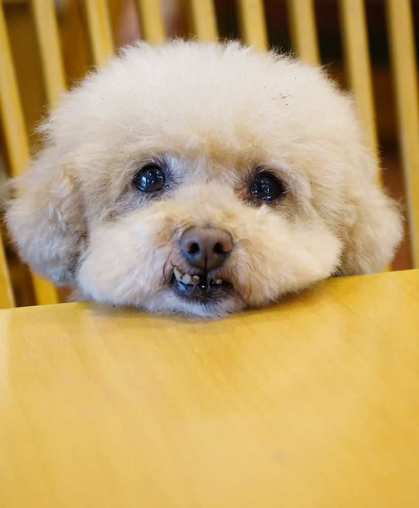 Cafe Maera｜いぬかふぇ まいら | セラピードッグ ふれあい 体験