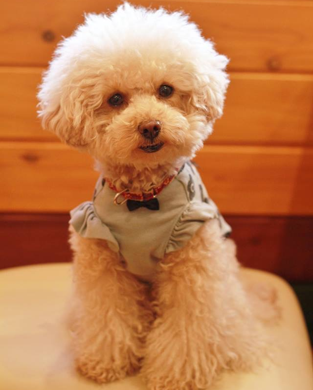 ワンちゃんと一緒に一休み 栃木の犬カフェまいら ドッグランございます ワンちゃんと一緒に一休み 栃木の犬カフェまいら ドッグランございます