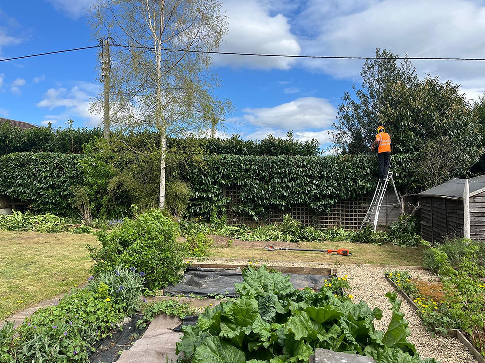 Get Ready for Hedge Trimming Season: Why September Is the Perfect Time