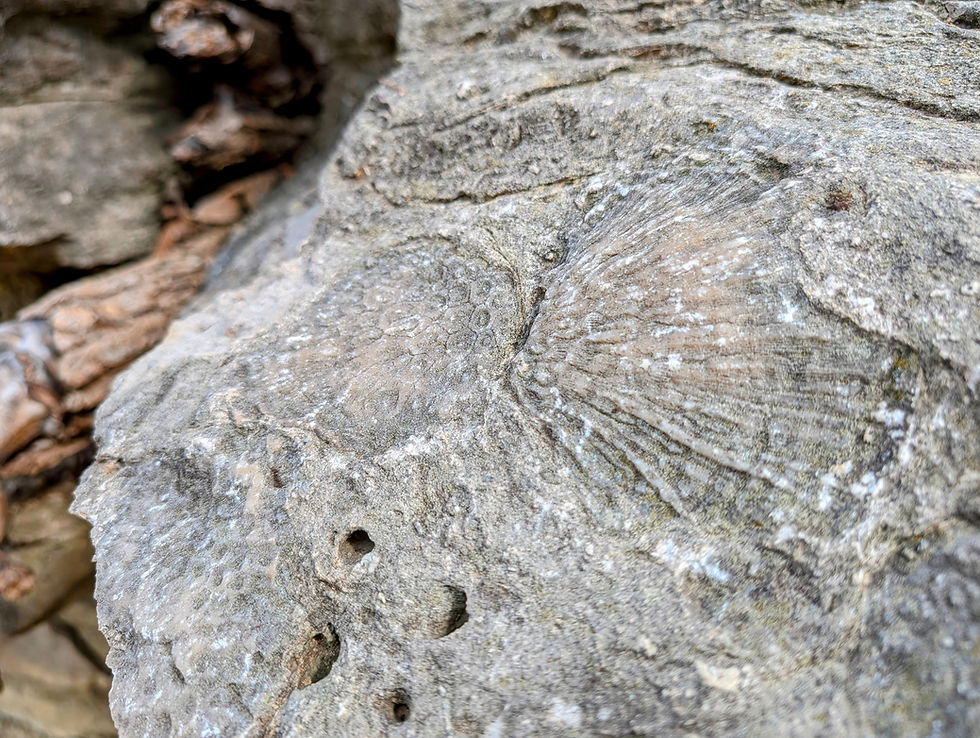 Fossil Gorge