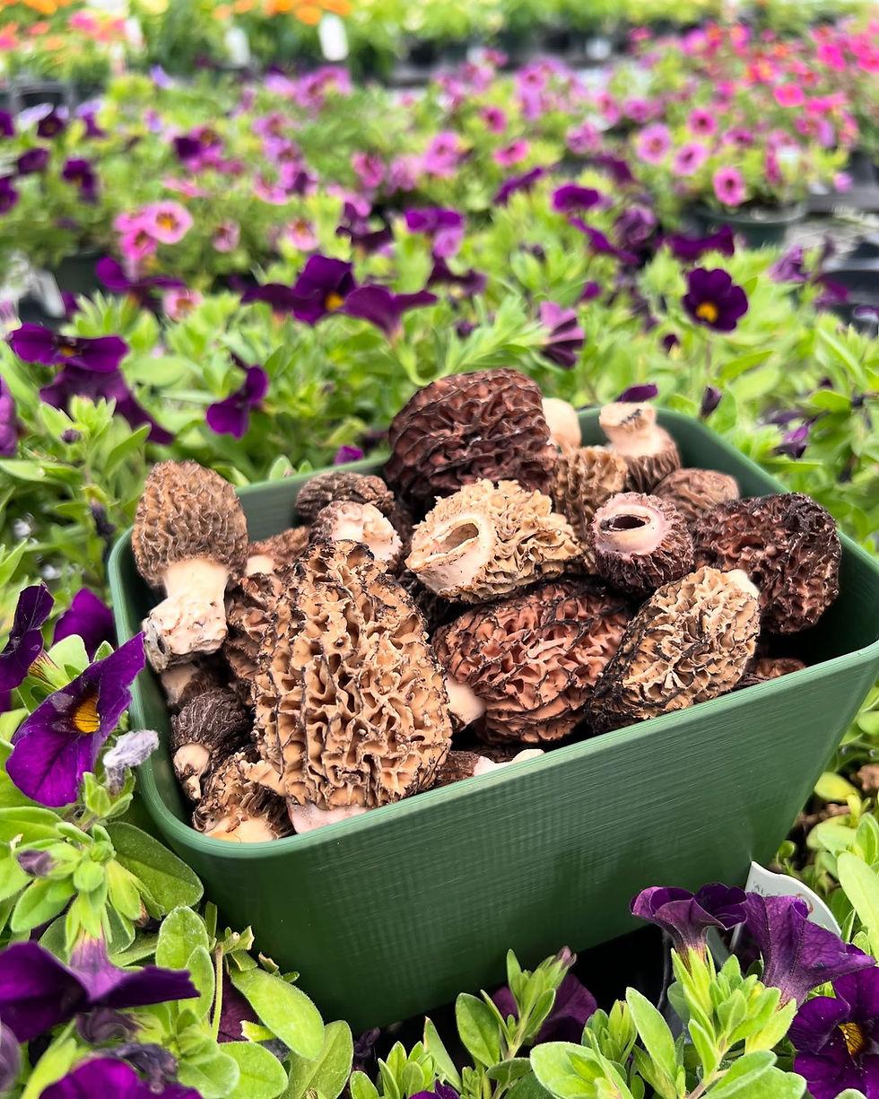 Morels and Mushrooms