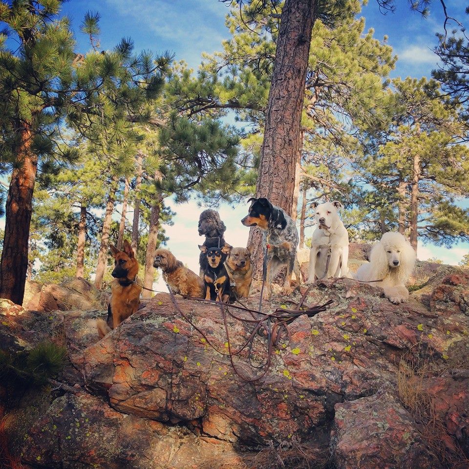 diamond dog day care