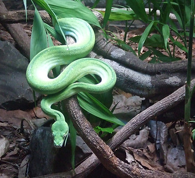 Green Snake