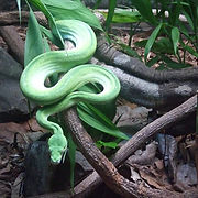 Green Snake