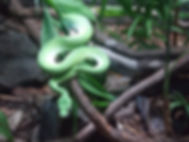 Green Snake