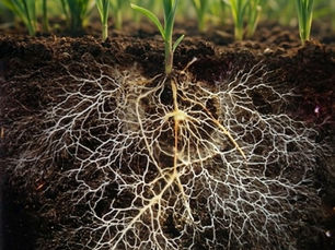 Mycorrhizal Fungi – The Biological ‘Power Grid’