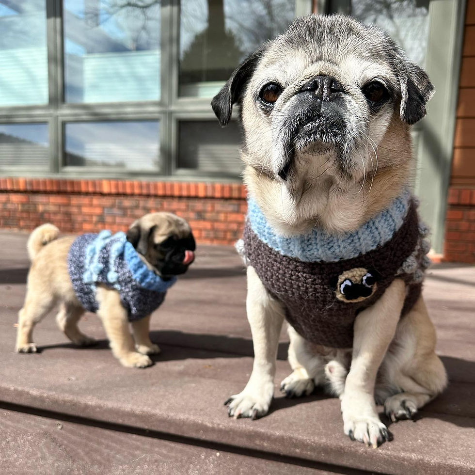 Thumbnail: Size M - Dog Sweater Vest - Starry Night