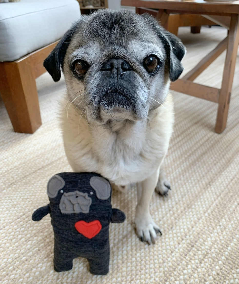Thumbnail: Burt ~ The Brindle Pug Bummlie ~ Stuffing Free Dog Toy