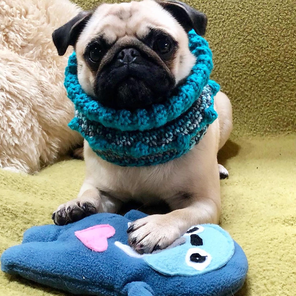 Thumbnail: Size M - Woofie Warmer - Glacier Bay