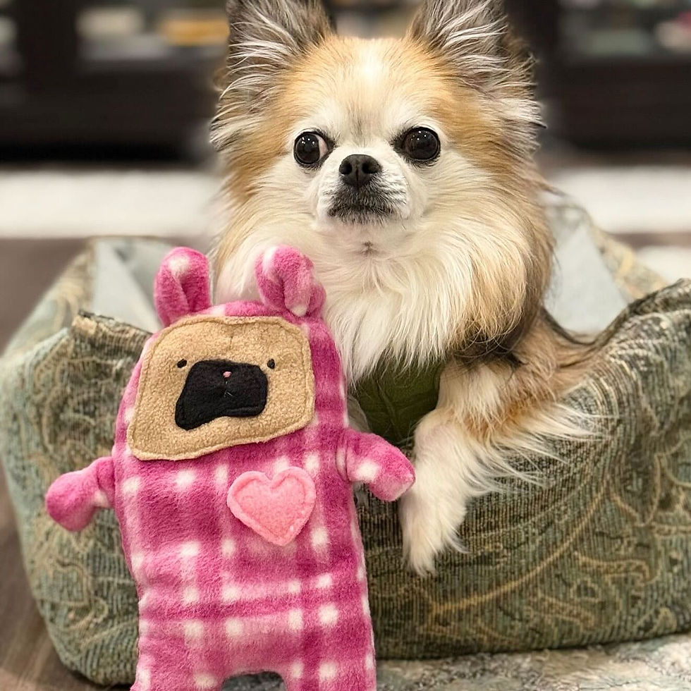 Thumbnail: Cloud ~ The Pink Nose Pug Bunny Bummlie ~ Stuffing Free Dog Toy