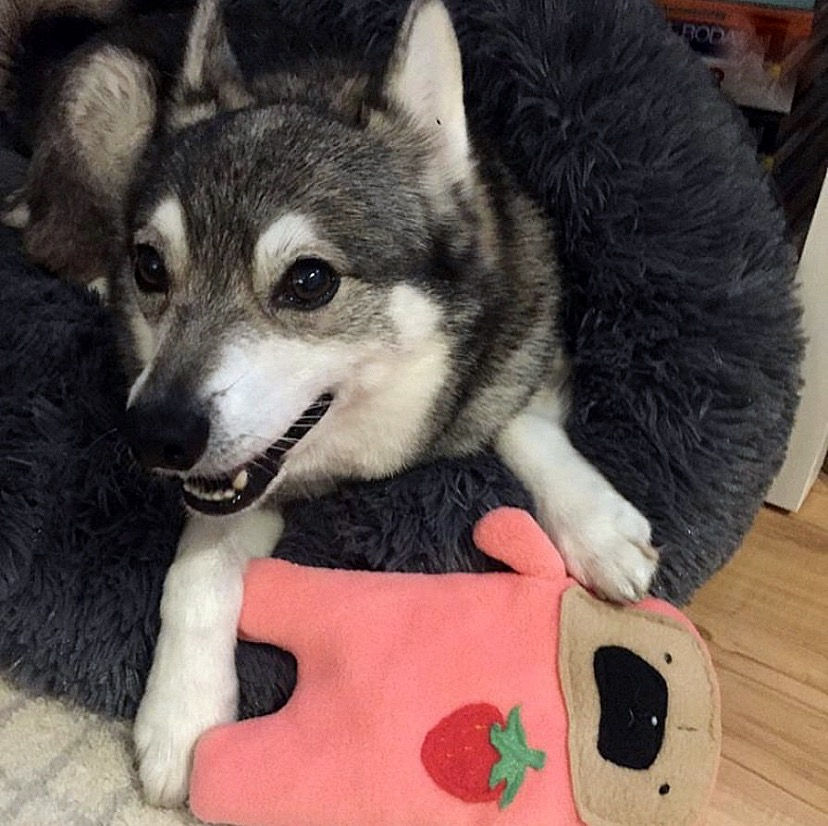 Thumbnail: Jam - The Strawberry Patch Pug-Jama Bummlie ~ Stuffing Free Dog Toy