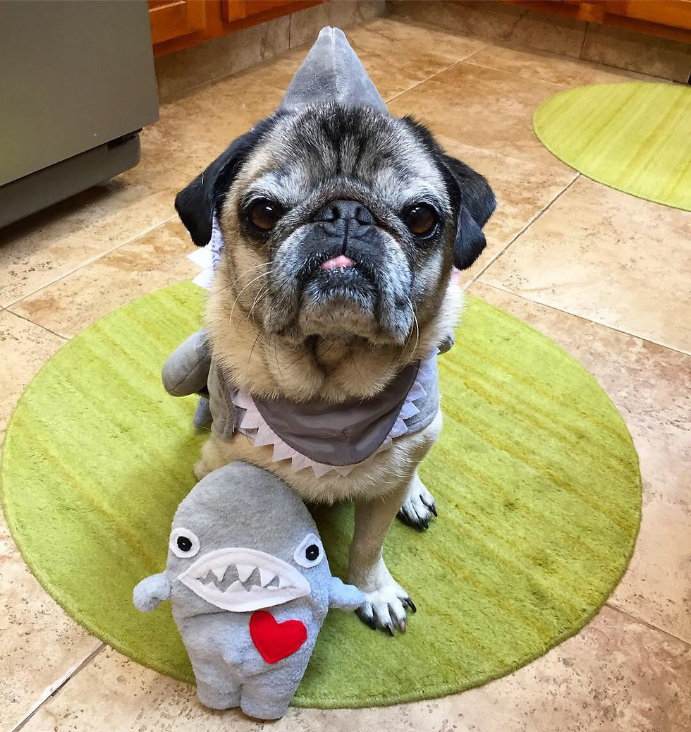 Thumbnail: Sloan ~ The Shark Bummlie ~ Stuffing Free Dog Toy