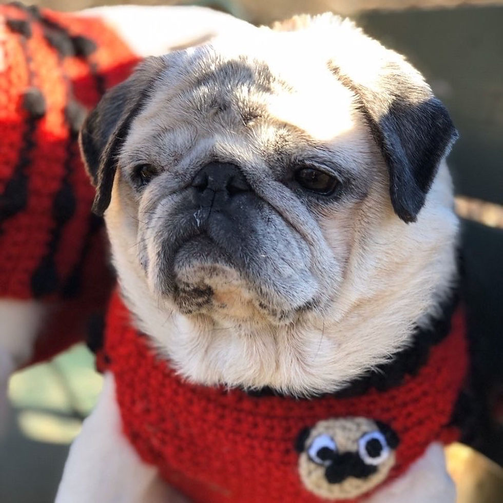 Thumbnail: Size M - Pug Badge Sweater Vest - Red & Black