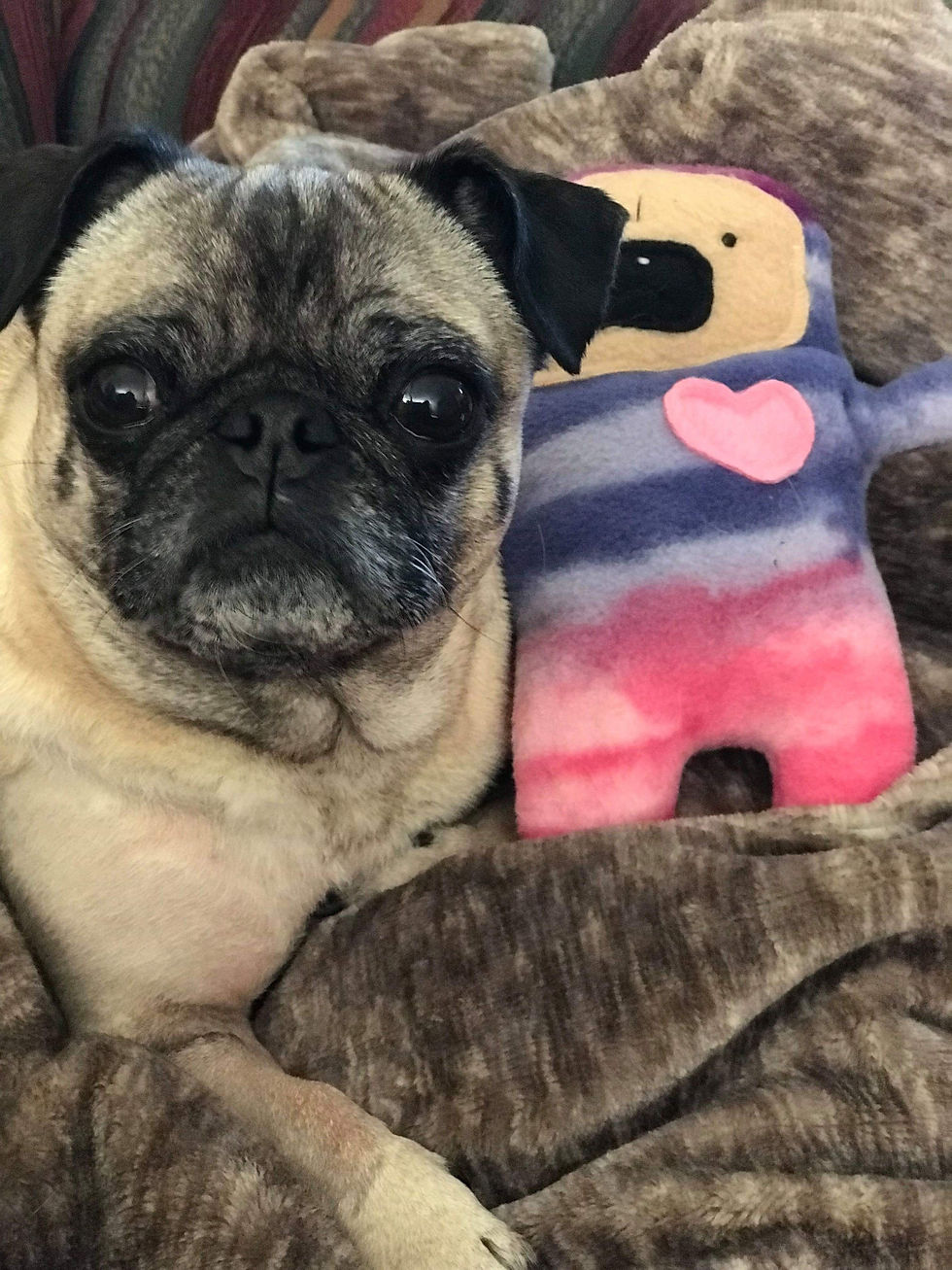 Thumbnail: Jam - The Strawberry Patch Pug-Jama Bummlie ~ Stuffing Free Dog Toy