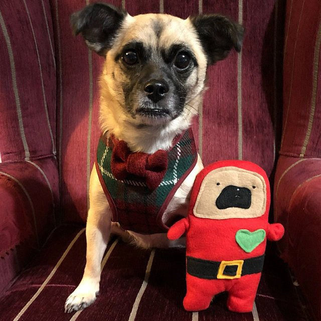 Thumbnail: Jingle  - The Holiday Elf Pug-Jama Bummlie ~ Stuffing Free Dog Toy
