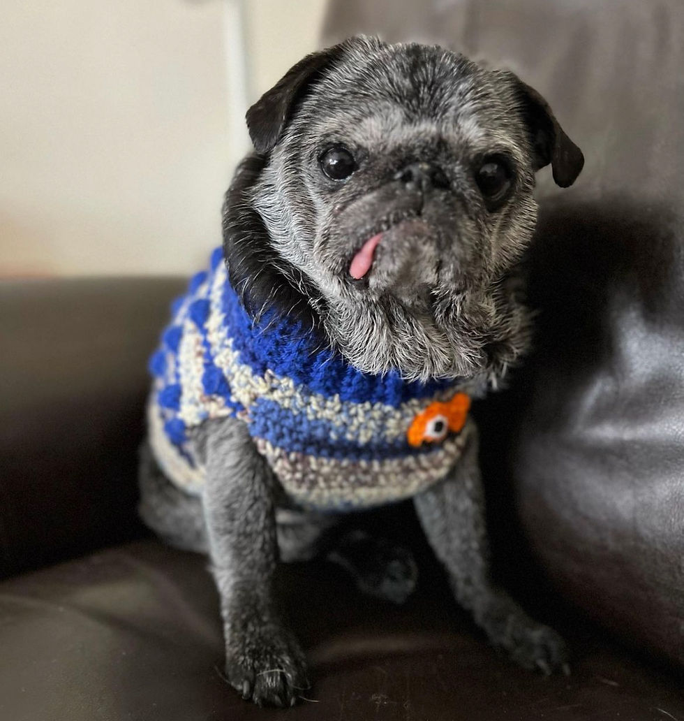 Thumbnail: Size M - Dog Sweater Vest - Absolutely Avocado