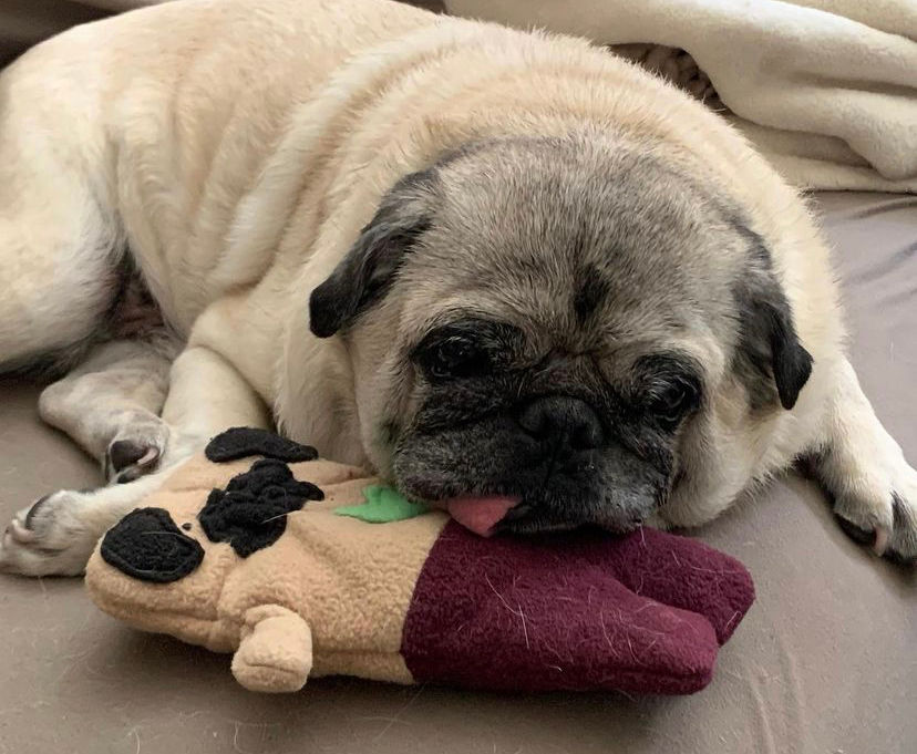 Thumbnail: Seamus ~ The Mer-Pug Bummlie ~ Stuffing Free Dog Toy