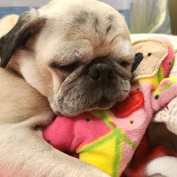 Thumbnail: Summer - The Pug-Jama Bummlie ~ Stuffing Free Dog Toy