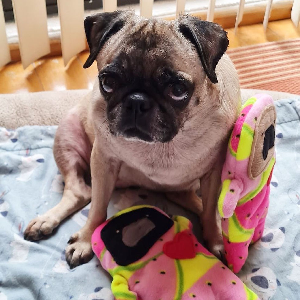 Thumbnail: Summer - The Pug-Jama Bummlie ~ Stuffing Free Dog Toy