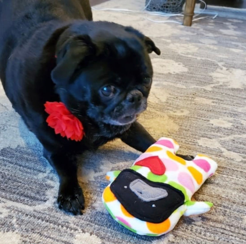 Thumbnail: Tart - The Pug-Jama Bummlie ~ Stuffing Free Dog Toy