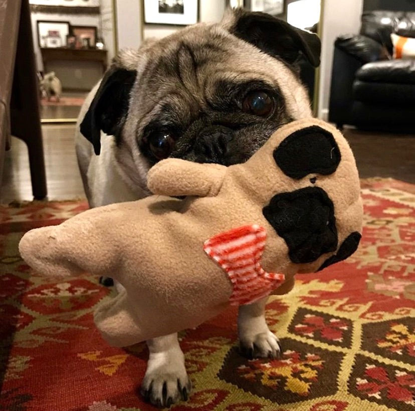 Thumbnail: Frank ~ The Pug Bow Tie Bummlie ~ Stuffing Free Dog Toy - Orange & White Stripe