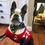 Thumbnail: Size M - Dog Sweater Vest - Gingersnap Red