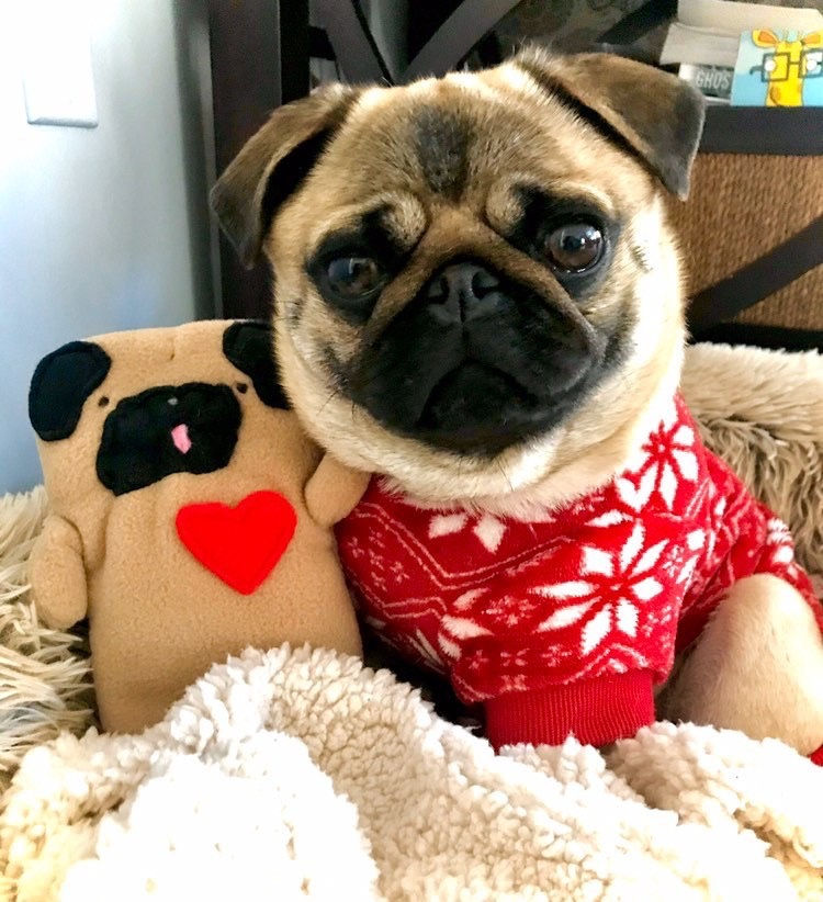 Thumbnail: Rudy ~ The "Tongue Out" Pug Bummlie ~ Stuffing Free Dog Toy