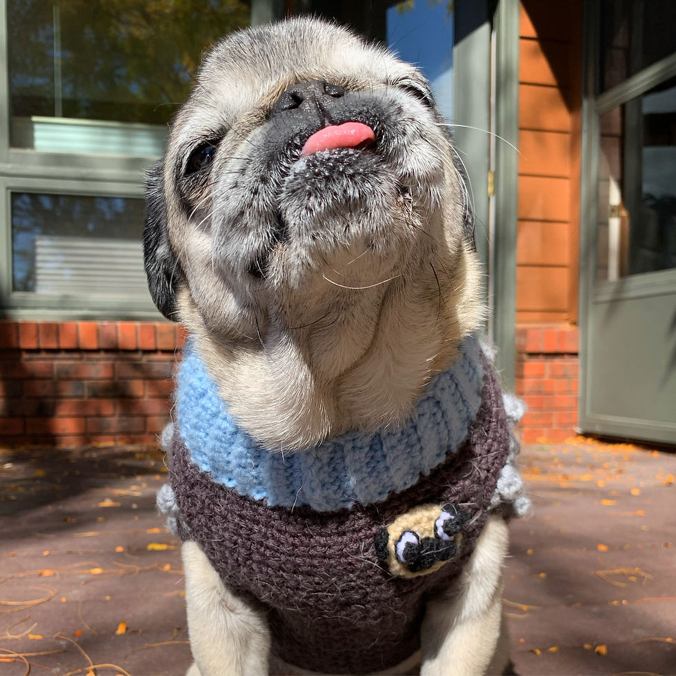 Thumbnail: Size M - Dog Sweater Vest - Starry Night