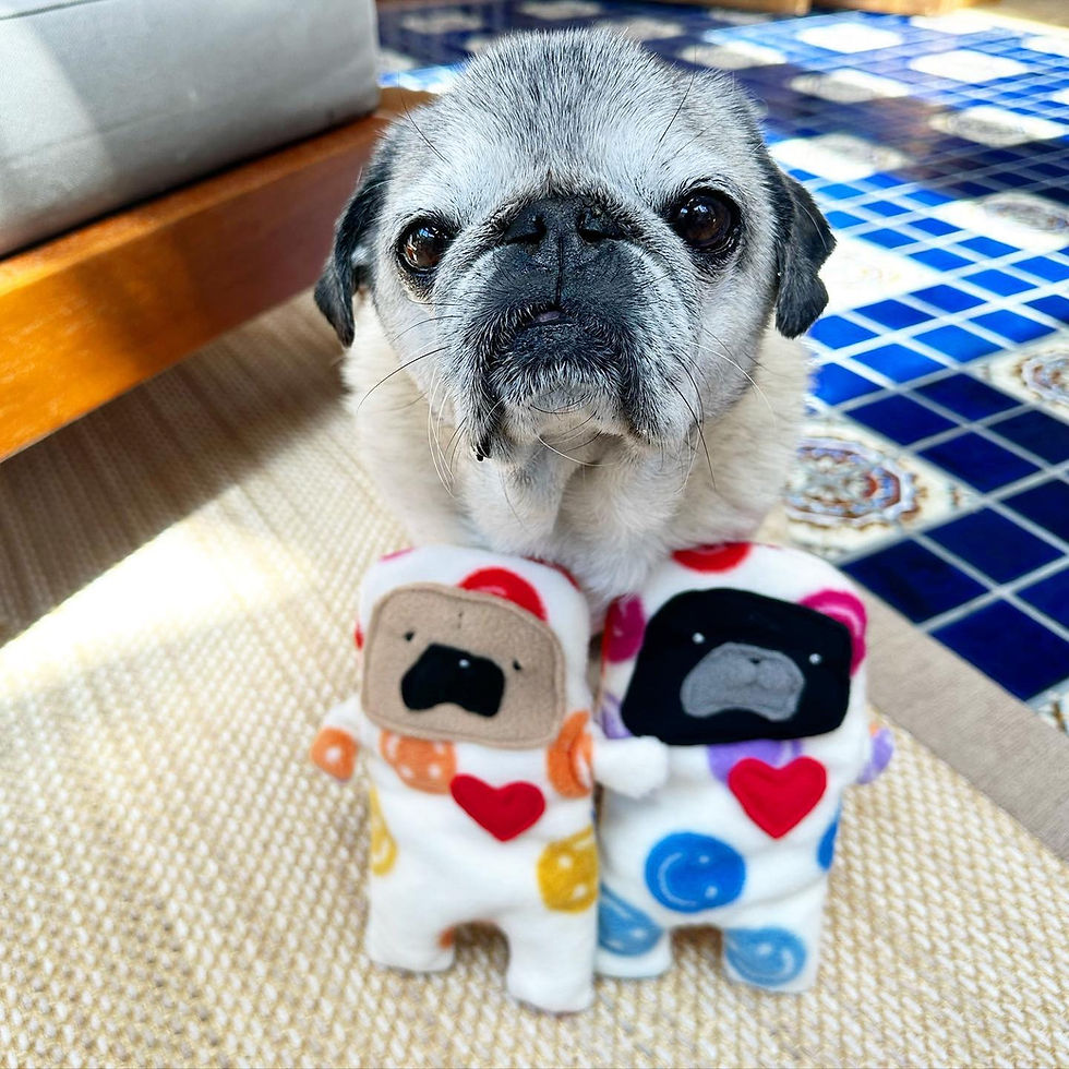 Thumbnail: Happy - The Pug-Jama Bummlie ~ Stuffing Free Dog Toy