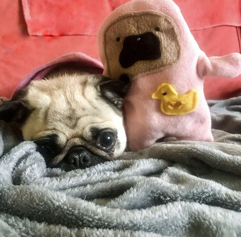 Thumbnail: Bubbles - The Rubber Duckie Pug-Jama Bummlie ~ Stuffing Free Dog Toy