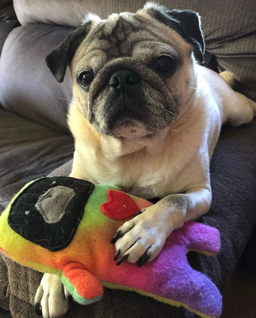 Thumbnail: Seed - The Pug-Jama Bummlie ~ Stuffing Free Dog Toy