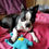 Thumbnail: Petey ~ The Boston Terrier Bunny Bummlie ~ Stuffing Free Dog Toy