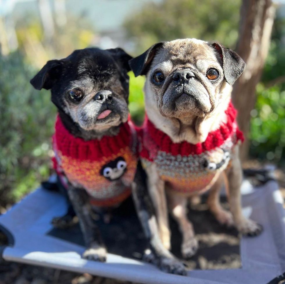 Thumbnail: Size M - Dog Sweater Vest - Salt Water Taffy