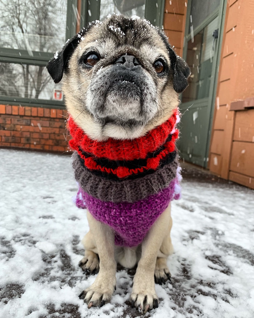 Thumbnail: Size M - Woofie Warmer - Salt Water Taffy
