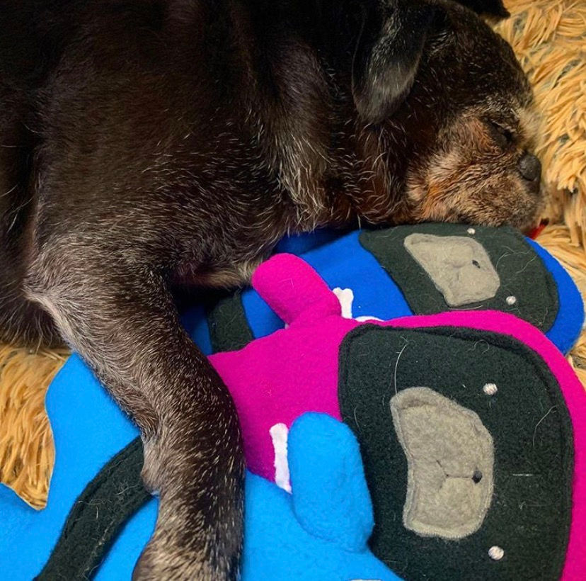 Thumbnail: Sweet - The Pug-Jama Bummlie ~ Stuffing Free Dog Toy