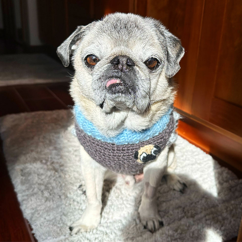 Thumbnail: Size M - Dog Sweater Vest - Starry Night