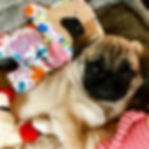 Thumbnail: Flare - The "Tongue - Out" Pug-Jama Bummlie ~ Stuffing Free Dog Toy