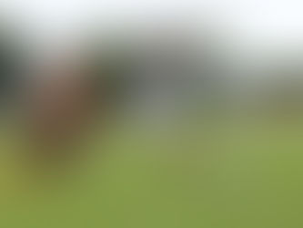 Leones Negros le pega en casa 2-0 a Tritones Vallarta