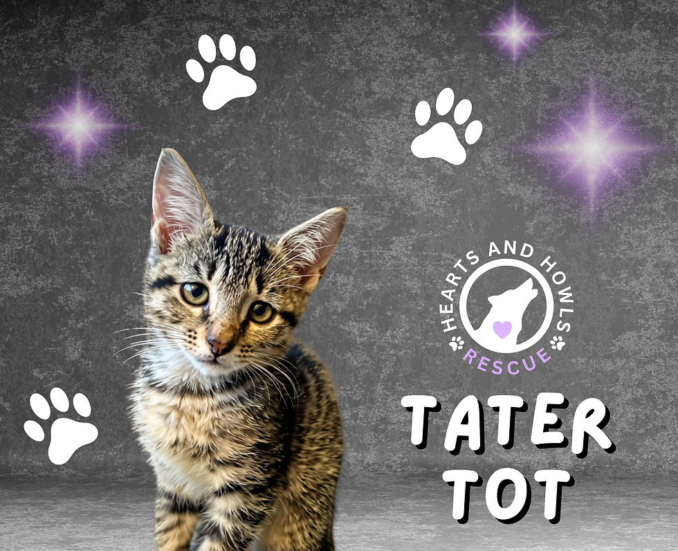 Tater Tot