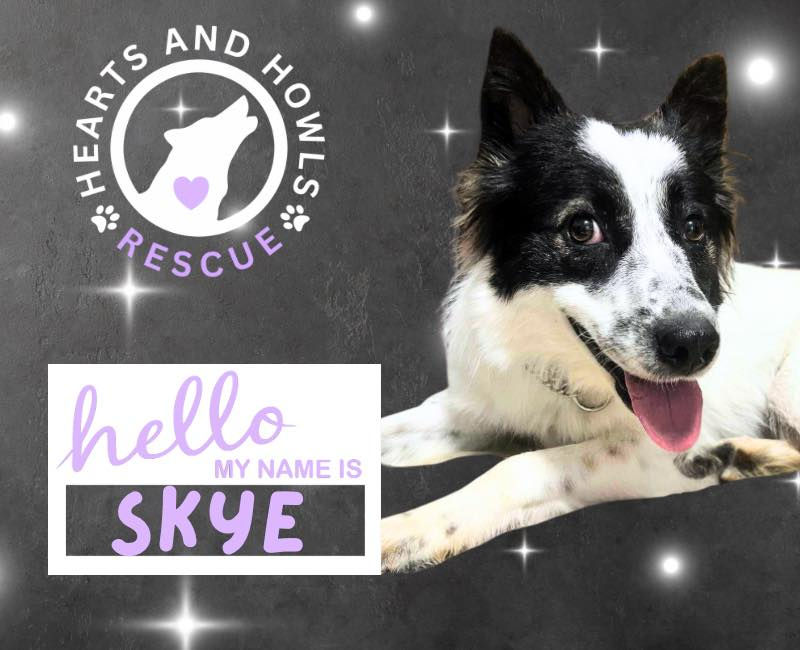 Skye - dog