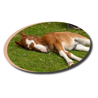 Poney jeune recevant un soin préventif pour un développement harmonieux.jpg