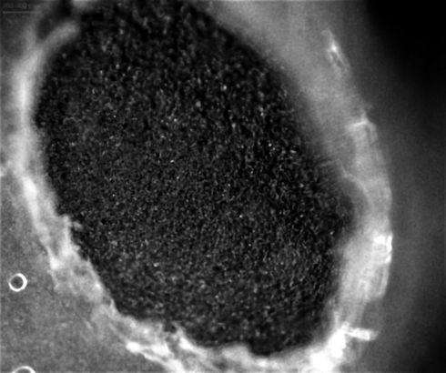Li_Graphite_0.1C.gif