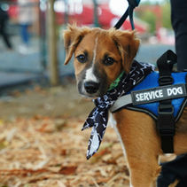 a brown dog wearing a vest labeled "service dog"