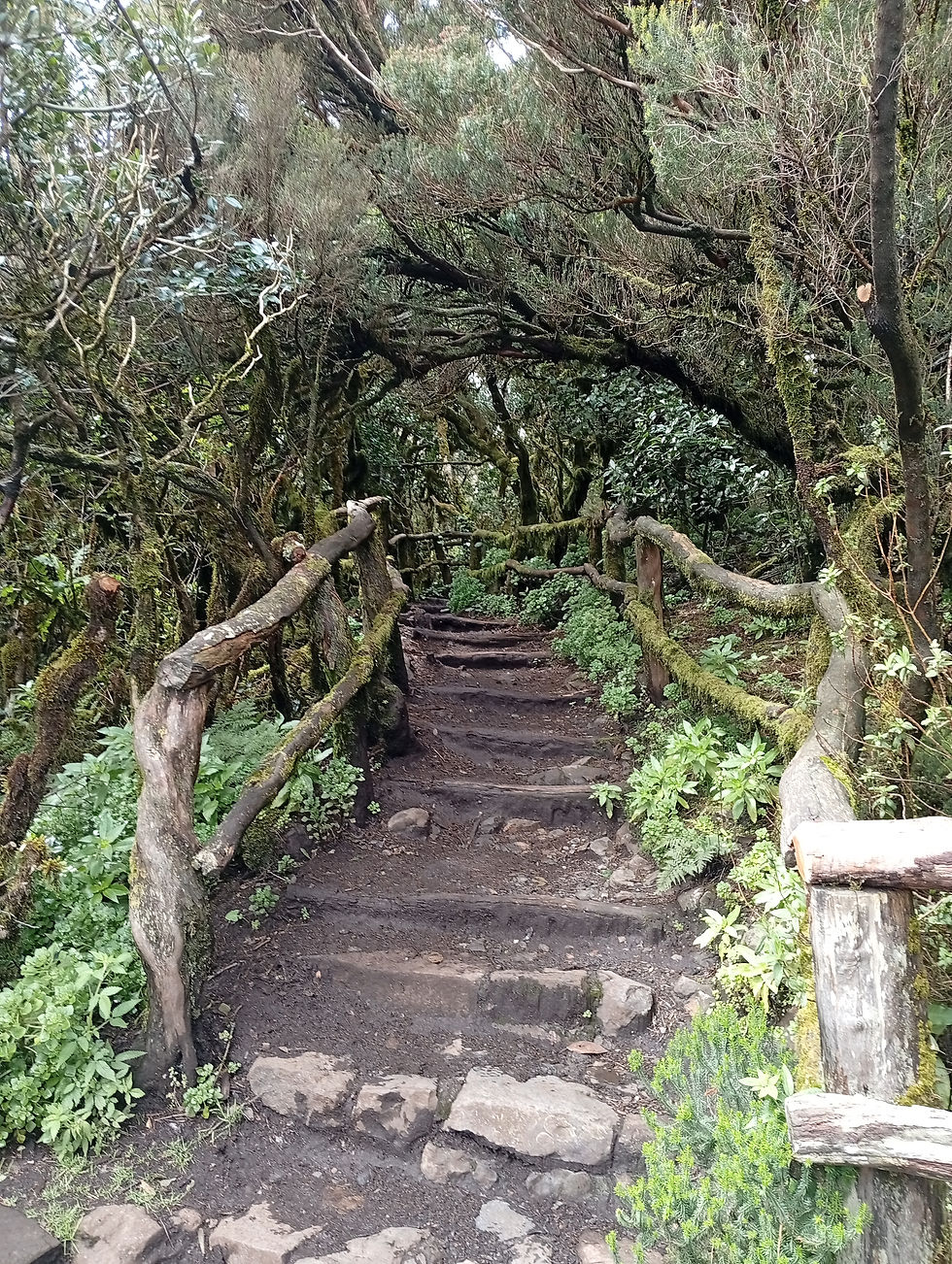 Parc national de Garajonay