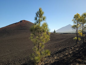Volcan Arenas negras à Tenerife