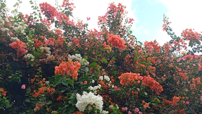 La flora de Tenerife: un jardín del Atlántico entre montaña y océano