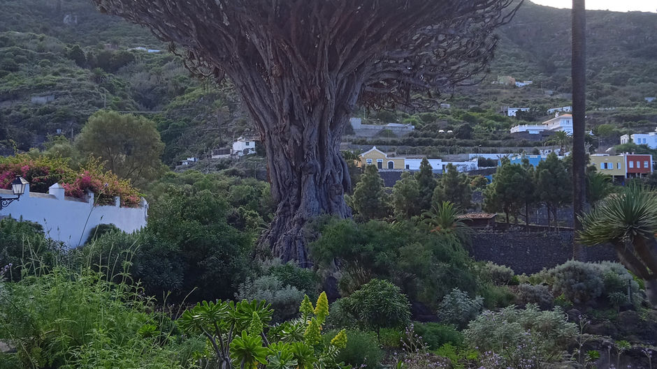 Les arbres de Tenerife, diversité et majesté