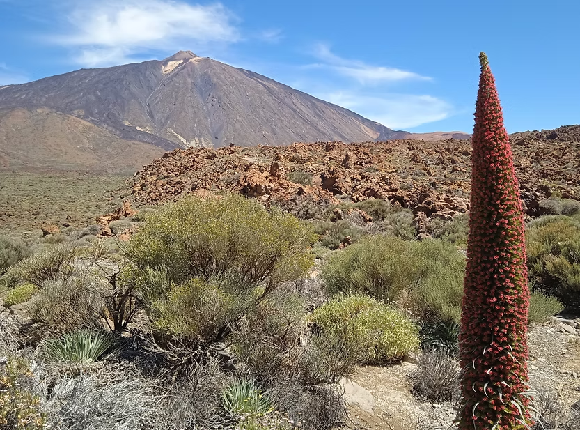 Tajinaste rouge dans le parc national du Teide